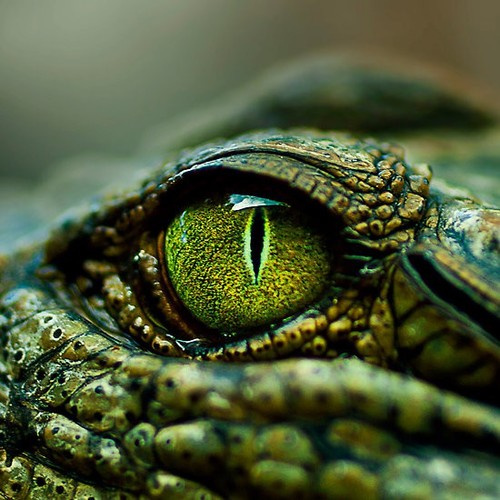 Croc-Eye