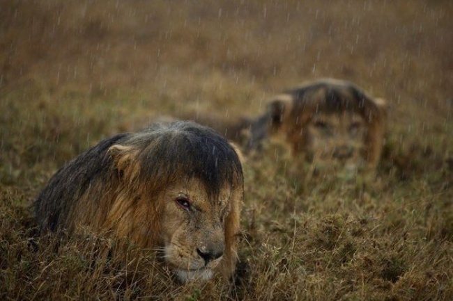lions in the rainy